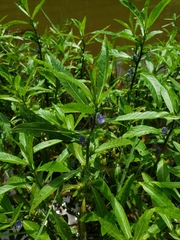 Hydrolea quadrivalvis