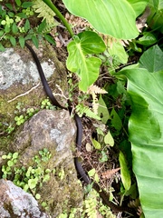 Alsophis rufiventris
