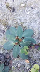 Euphorbia ecklonii