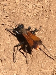 Palmodes praestans