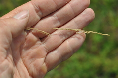 Agrostis vinealis