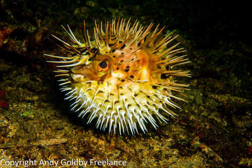 Longspined Porcupinefish