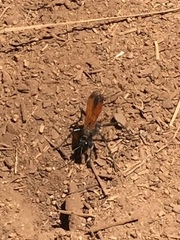 Palmodes praestans
