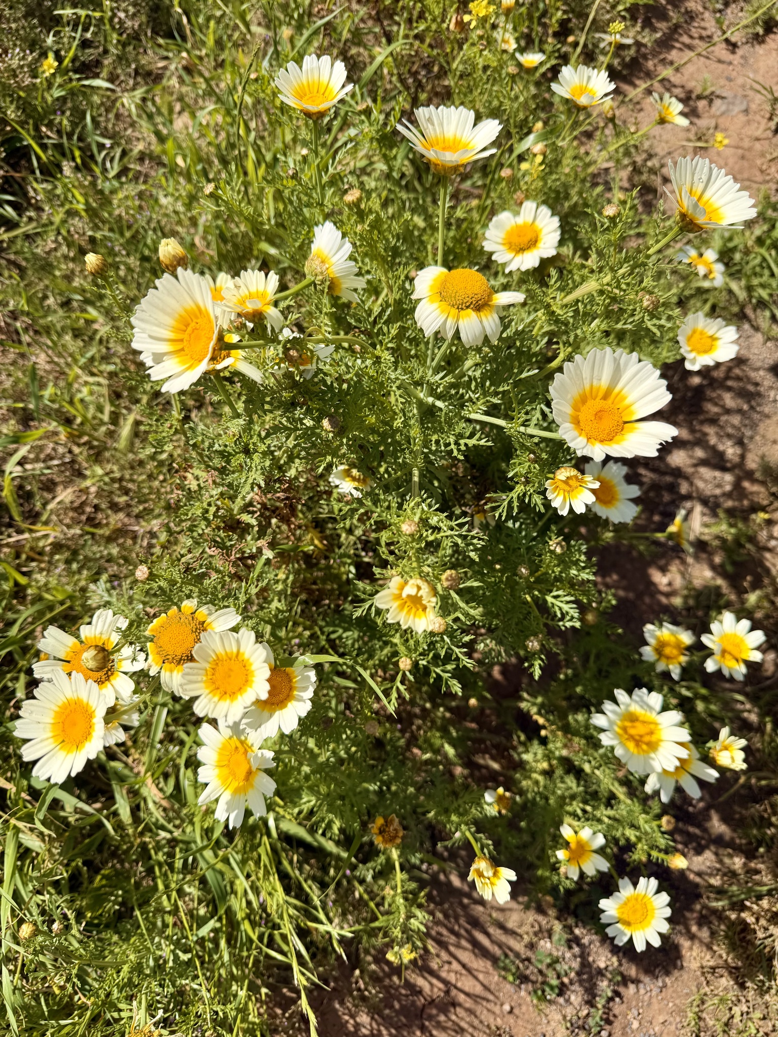 Glebionis coronaria