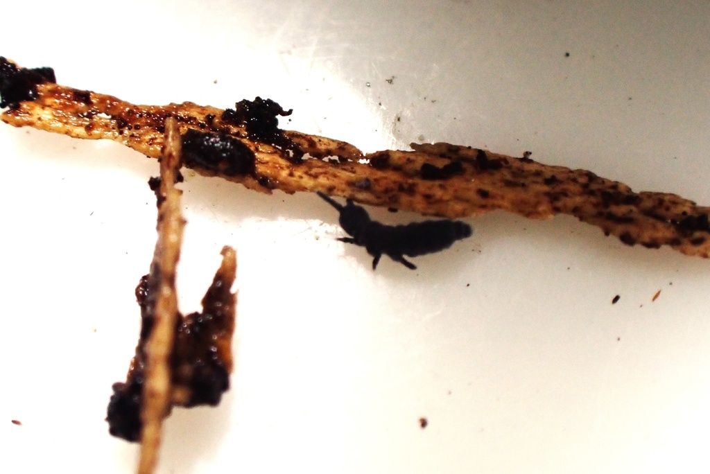 Wisconsin Spring Tails Hypogastrurid Springtails from Root River Parkway Picnic Area 2 ...
