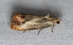 Olethreutes hamameliana