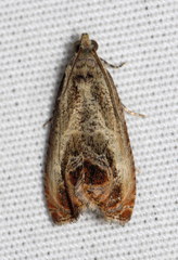 Olethreutes hamameliana