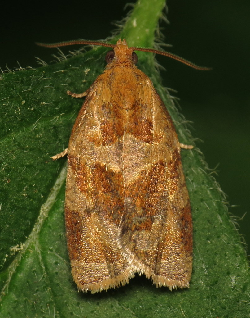 Rose Tortrix Moth