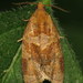 Rose Tortrix Moth - Photo (c) Nick Block, some rights reserved (CC BY), uploaded by Nick Block