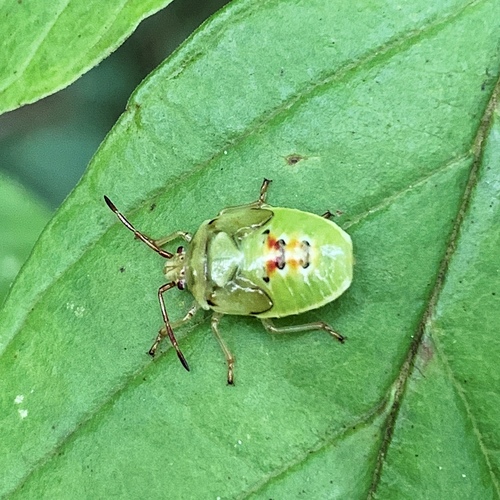 Krūminė Skydblakė nuotrauka