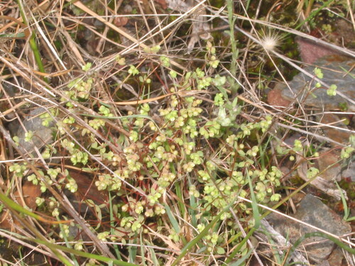 Allseed (Radiola linoides)