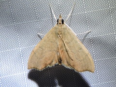 Sericoplaga externalis