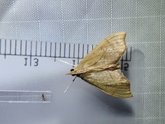 Sericoplaga externalis