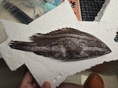 Striped Grouper photo 2
