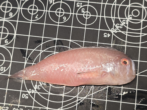 Verren's razorfish (Iniistius verrens) — Labridae — 2