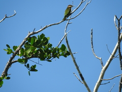 Merops superciliosus