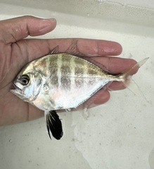 Cleftbelly Trevally photo 1