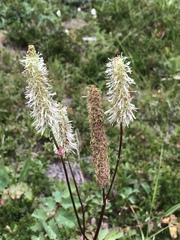 Sanguisorba