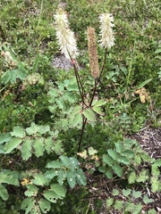 Sanguisorba