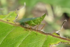 Rhynchomitra microrhina
