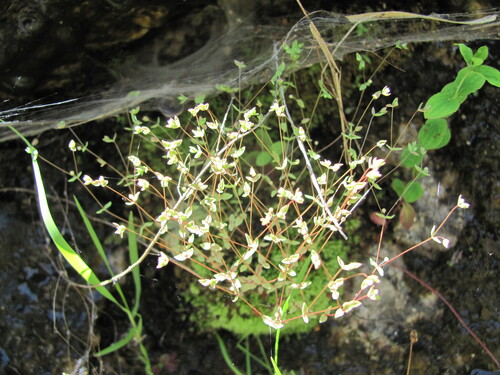 Allseed (Radiola linoides)