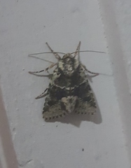 Lacinipolia explicata