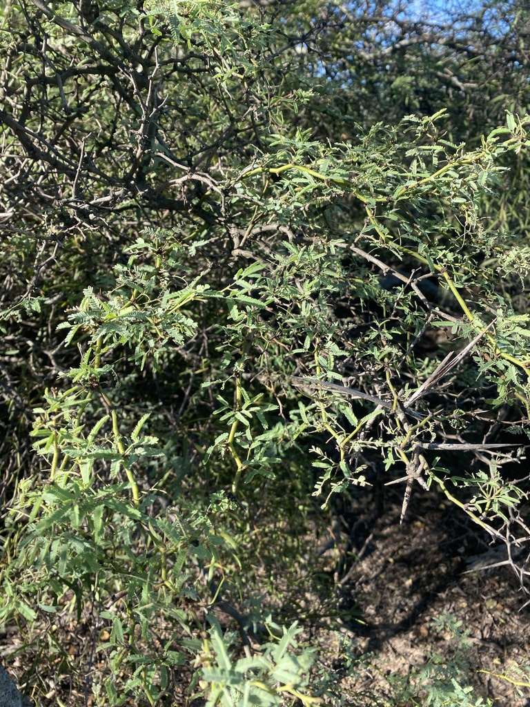 Prosopis elata (Burkart) Burkart 3