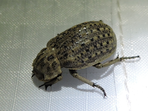 Hide beetle (Omorgus suberosus) photo 5
