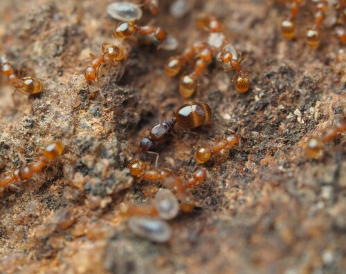 Temnothorax pardoiTemnothorax pardoi