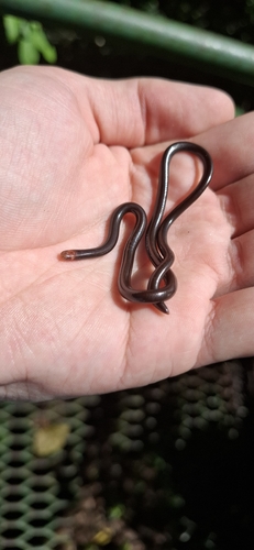 Ternetz's Blind Snake