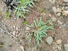 Cardionema ramosissima