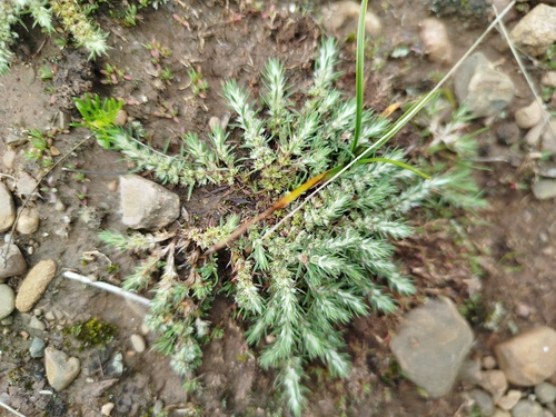 Cardionema ramosissima, photograph 1