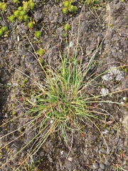 Carex micropoda
