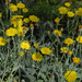 Woolly Hawkweed - Photo (c) c michael hogan, some rights reserved (CC BY-NC), uploaded by c michael hogan