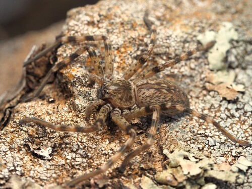 Eusparassus dufouri