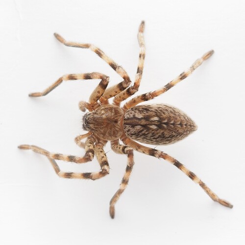 Eusparassus dufouri