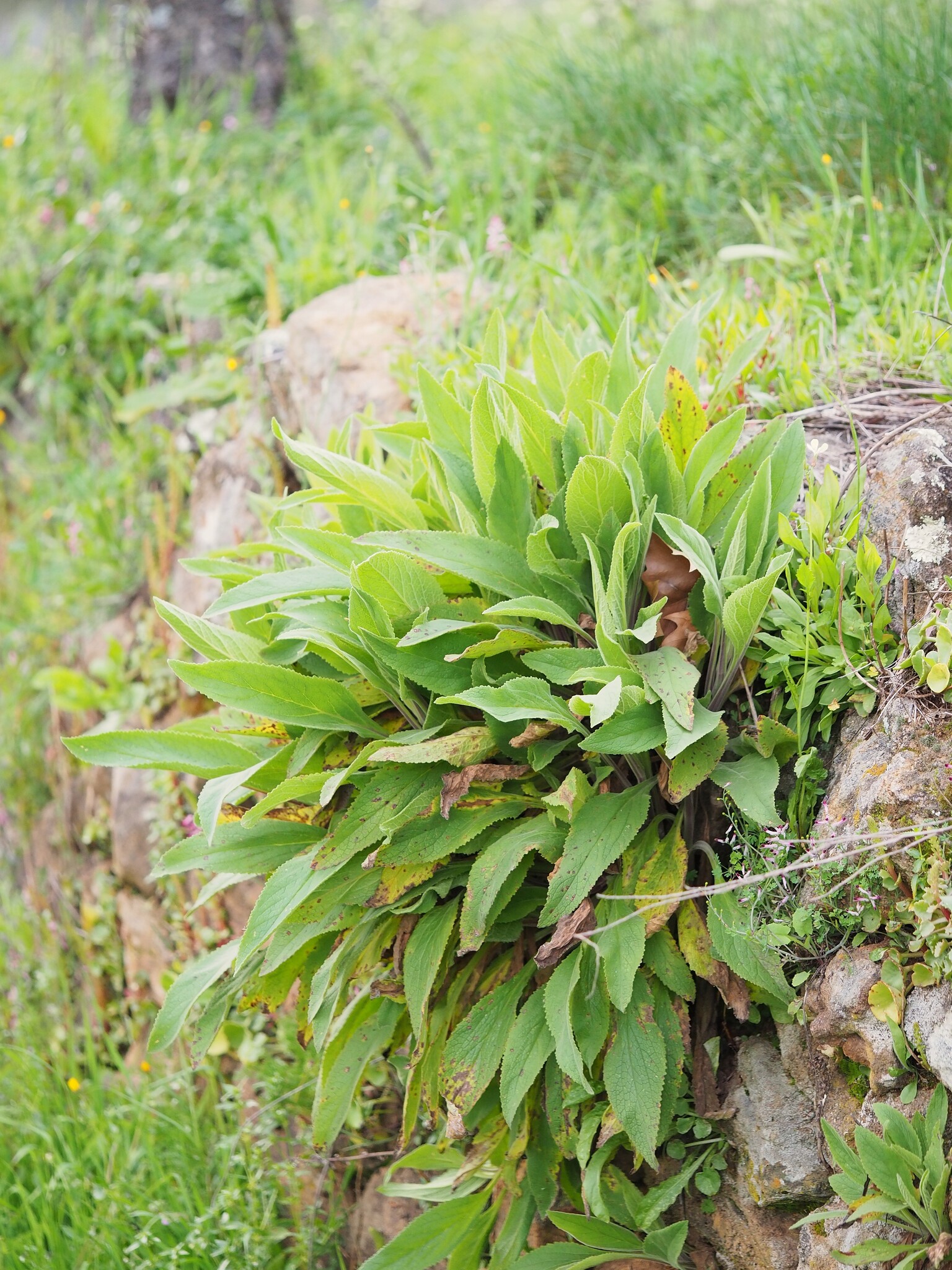 Dedaleira-esbatida (Digitalis thapsi) · BioDiversity4All, image size:1536x2048