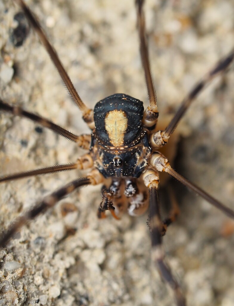 Dicranopalpus martini