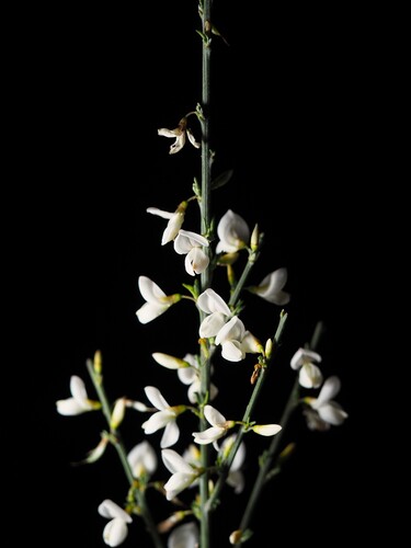 white Spanish broom