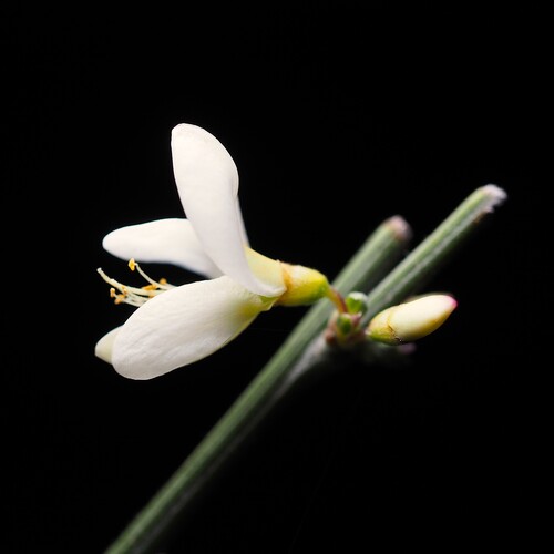 white Spanish broom