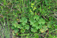 Alchemilla propinqua