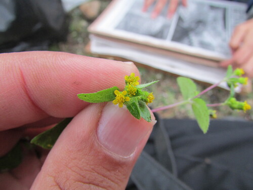 Image of Jaegeria hirta by (c) Carlos Martorell, some rights reserved (CC BY)