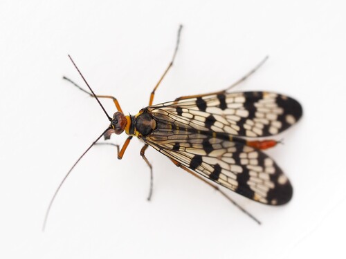 Panorpa meridionalis