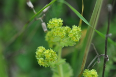 Alchemilla propinqua