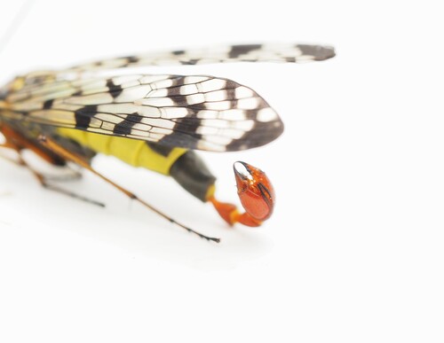 Panorpa meridionalis