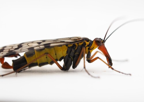 Panorpa meridionalis