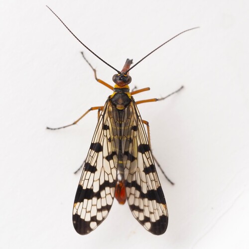 Panorpa meridionalis