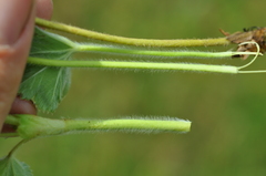 Alchemilla propinqua