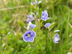 Veronica chamaedrys