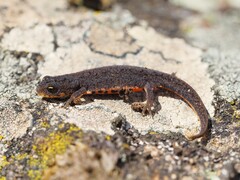 Bosca's Newt photo 4